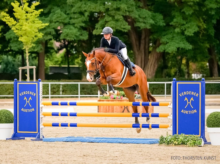 Hannover Giumenta 4 Anni 170 cm Baio in Verden