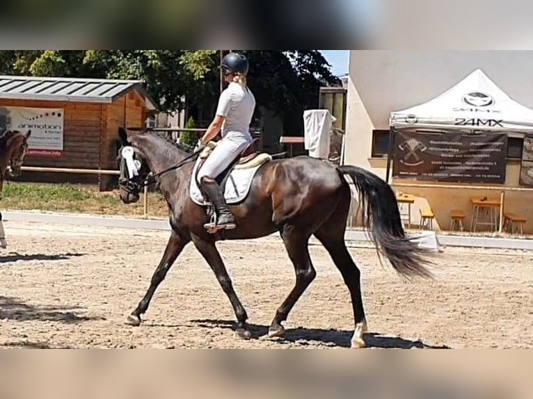 Hannover Giumenta 4 Anni 170 cm Baio nero in Wadern