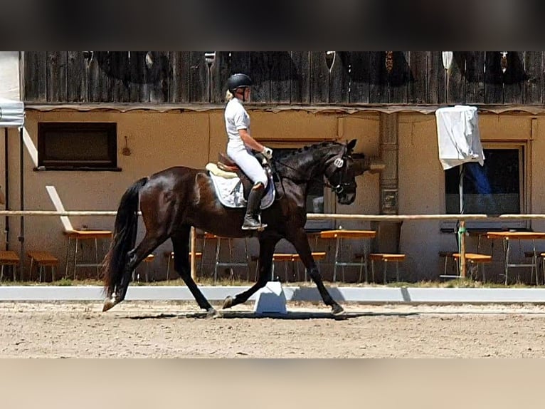 Hannover Giumenta 4 Anni 170 cm Baio nero in Wadern
