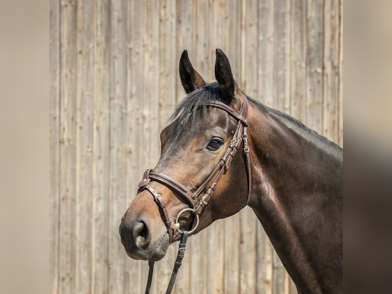 Hannover Giumenta 4 Anni 170 cm Baio scuro in Langelsheim