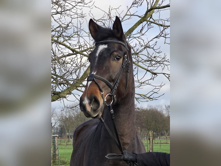 Hannover Giumenta 4 Anni 170 cm Baio scuro in Wachtendonk