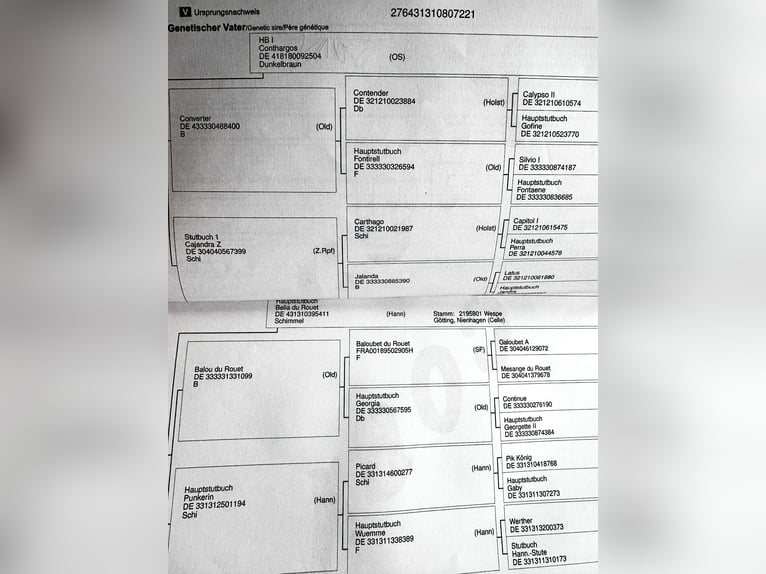 Hannover Giumenta 4 Anni 170 cm Baio scuro in KRAJENKA