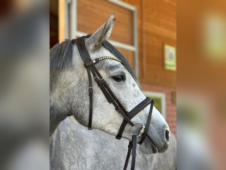 Hannover Giumenta 4 Anni 170 cm Grigio in Mossautal