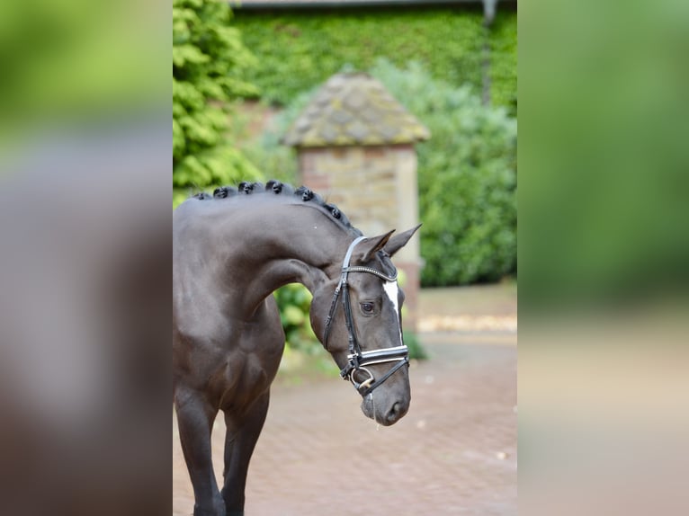 Hannover Giumenta 4 Anni 170 cm Morello in Neuenkirchen