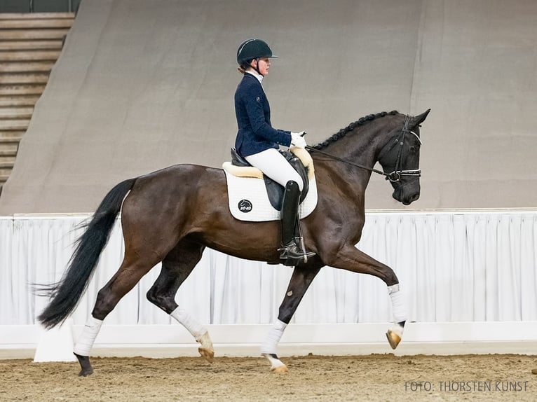 Hannover Giumenta 4 Anni 170 cm Morello in Verden