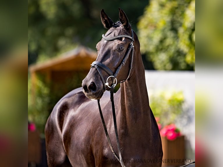 Hannover Giumenta 4 Anni 170 cm Morello in Verden