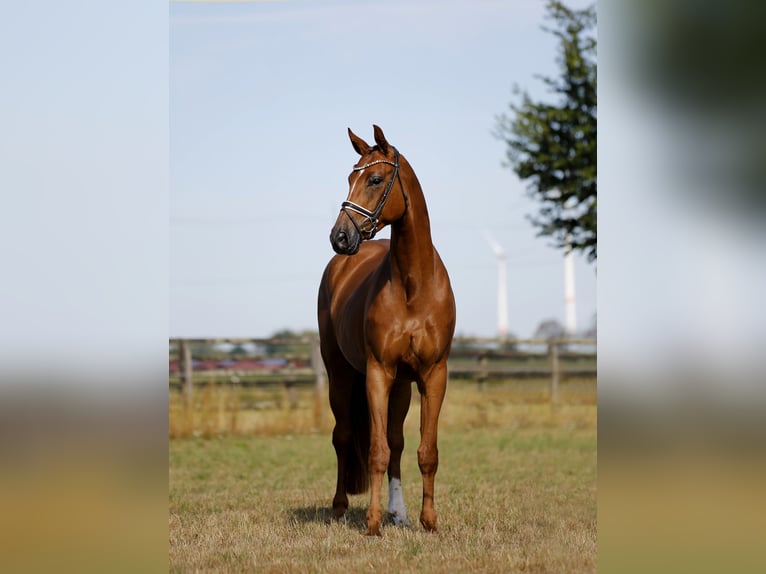 Hannover Giumenta 4 Anni 170 cm Sauro in Diepholz