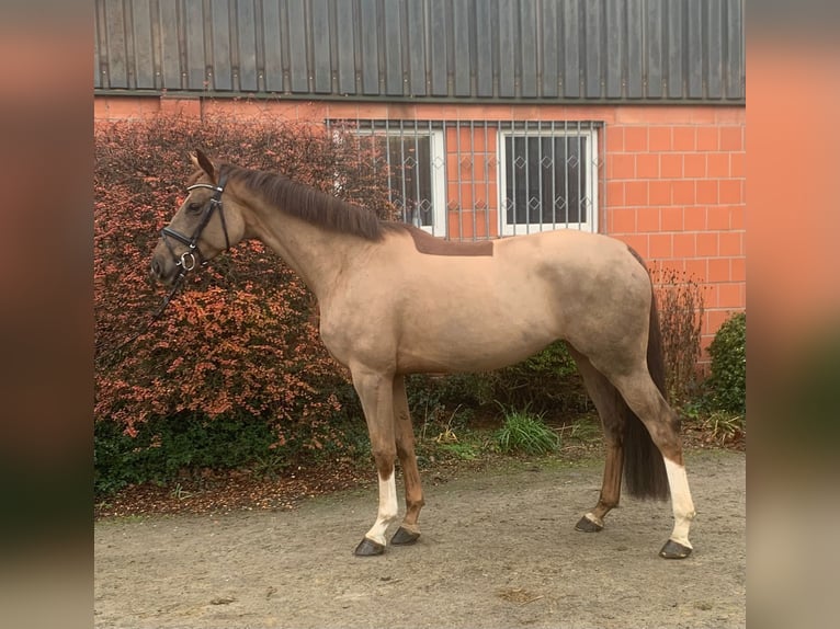 Hannover Giumenta 4 Anni 170 cm Sauro in Hepstedt