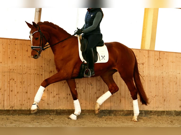 Hannover Giumenta 4 Anni 170 cm Sauro in Kutenholz