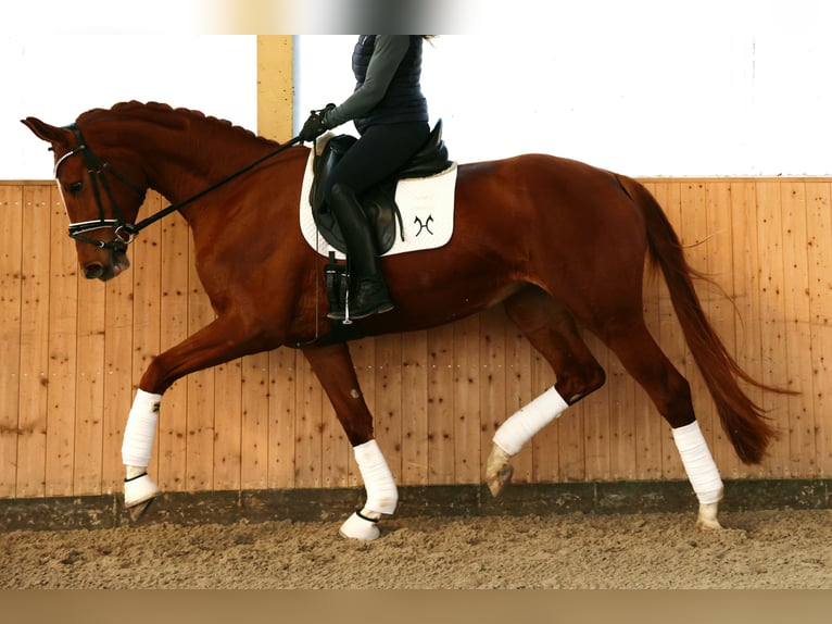 Hannover Giumenta 4 Anni 170 cm Sauro in Kutenholz