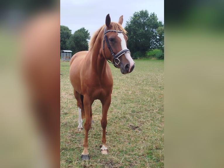 Hannover Giumenta 4 Anni 170 cm Sauro in Westoverledingen