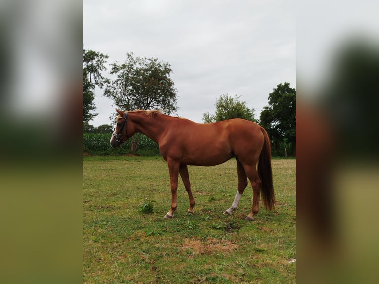 Hannover Giumenta 4 Anni 170 cm Sauro in Westoverledingen