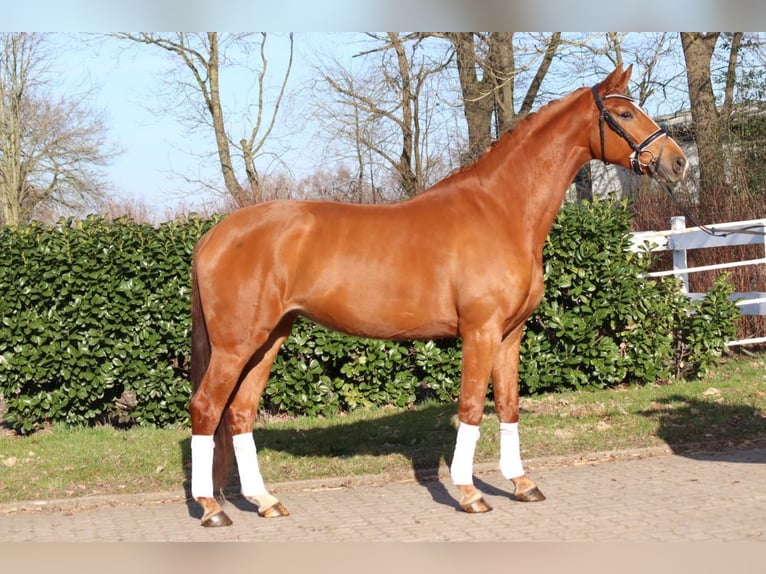 Hannover Giumenta 4 Anni 170 cm Sauro in Selsingen