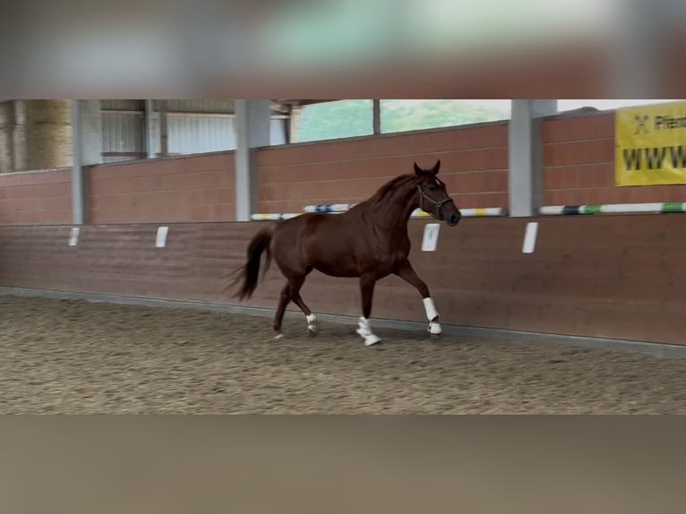 Hannover Giumenta 4 Anni 170 cm Sauro scuro in Langwedel