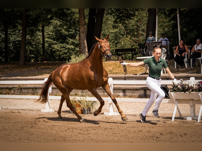 Hannover Giumenta 4 Anni 170 cm Sauro scuro in Moers