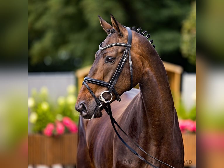 Hannover Giumenta 4 Anni 171 cm Baio nero in Verden