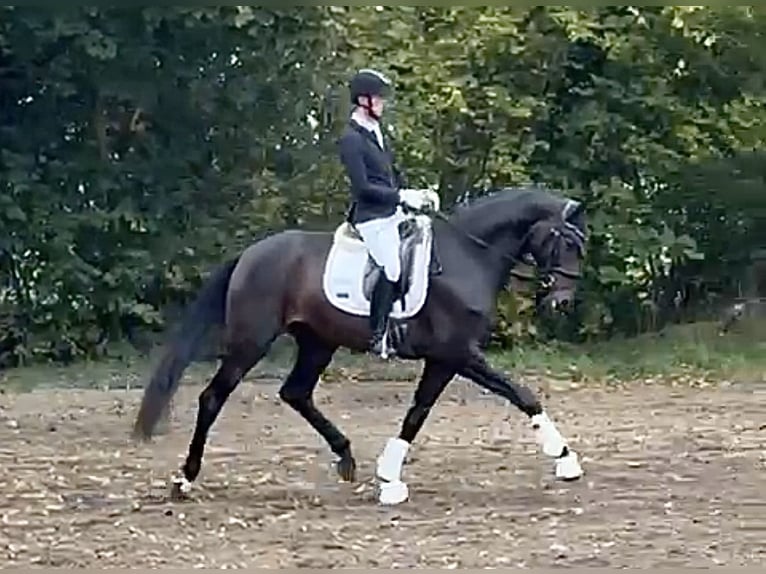 Hannover Giumenta 4 Anni 171 cm Baio scuro in Rodenberg