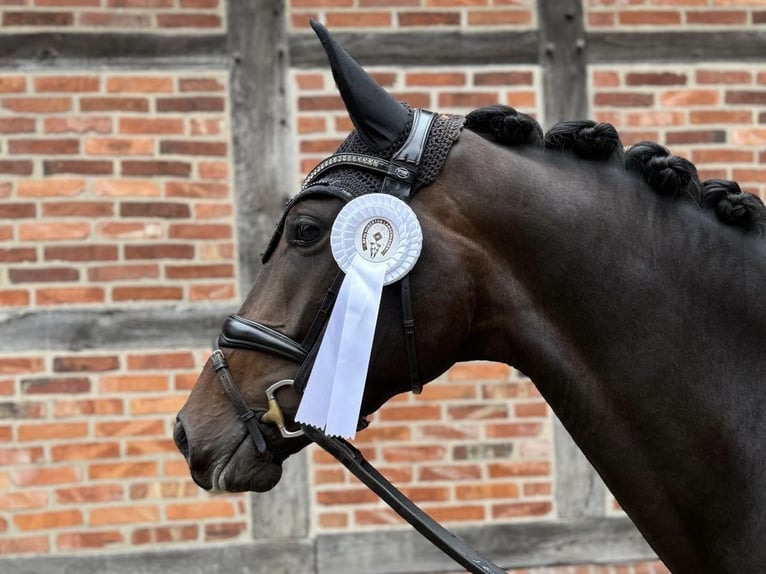 Hannover Giumenta 4 Anni 171 cm Baio scuro in Rodenberg