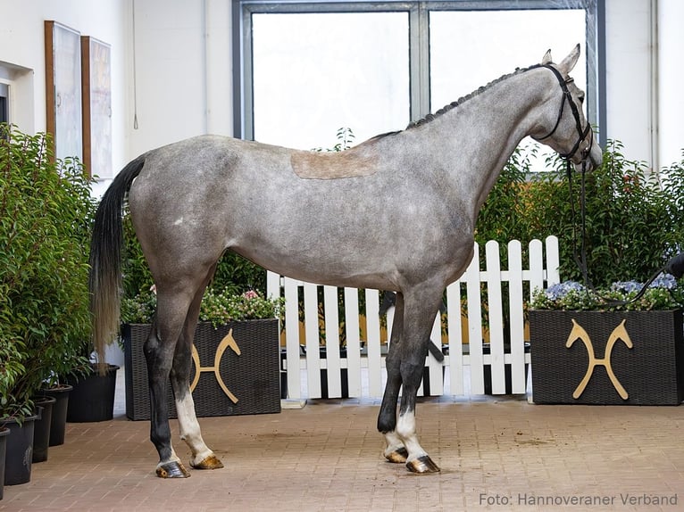 Hannover Giumenta 4 Anni 171 cm Grigio in Verden