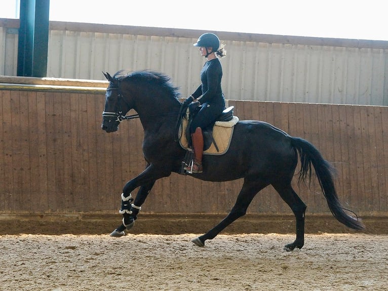Hannover Giumenta 4 Anni 171 cm Morello in Dublin