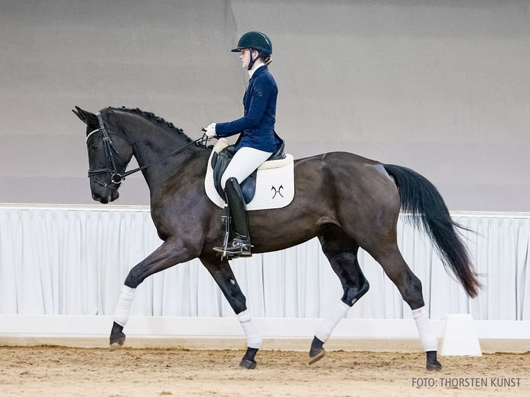Hannover Giumenta 4 Anni 171 cm Morello in Verden