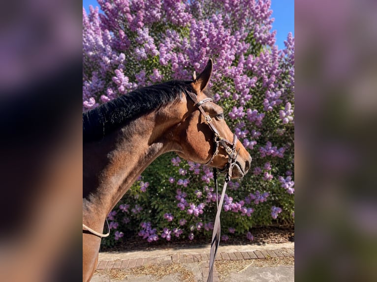 Hannover Giumenta 4 Anni 172 cm Baio in Hamburg