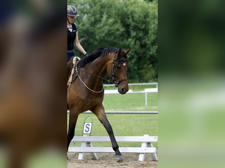 Hannover Giumenta 4 Anni 172 cm Baio in Hamburg
