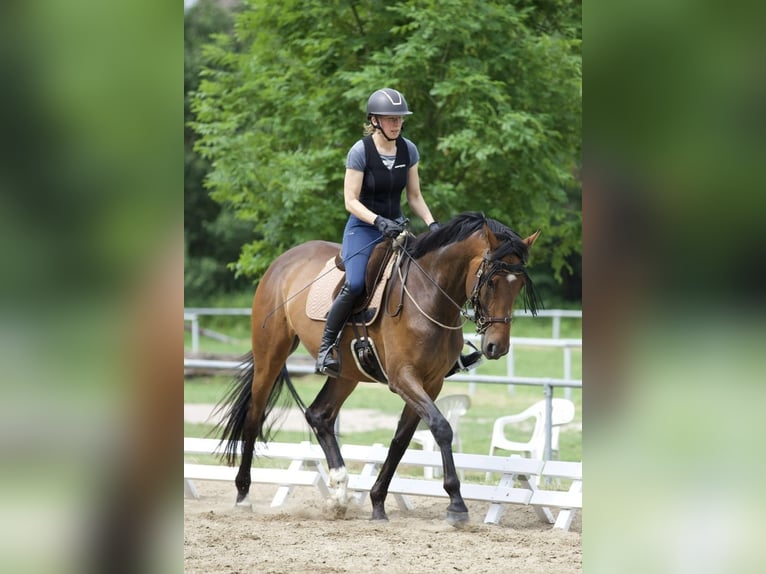 Hannover Giumenta 4 Anni 172 cm Baio in Hamburg