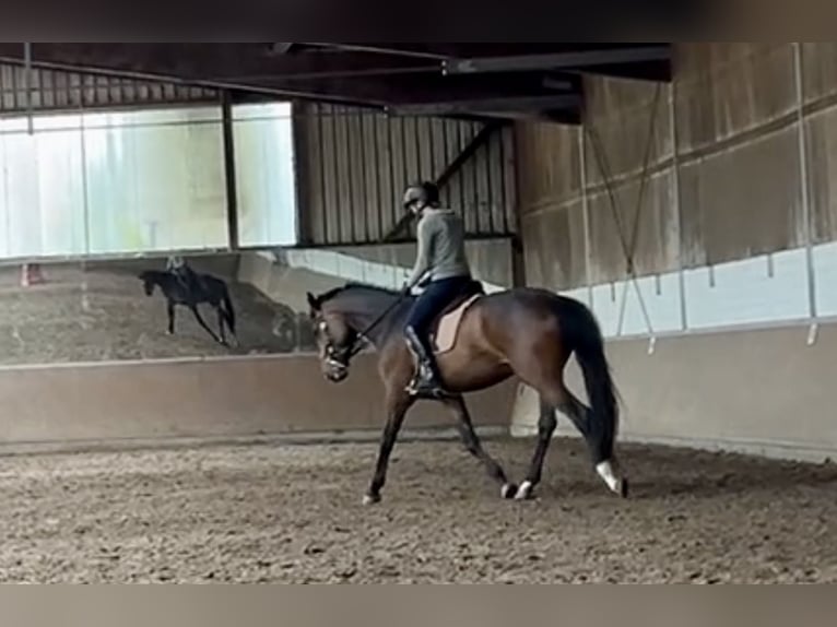 Hannover Giumenta 4 Anni 172 cm Baio in Hamburg