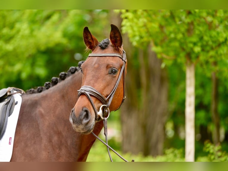 Hannover Giumenta 4 Anni 172 cm Baio in Stahnsdorf