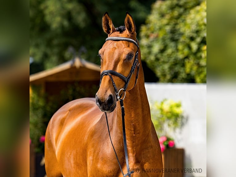 Hannover Giumenta 4 Anni 172 cm Baio in Verden