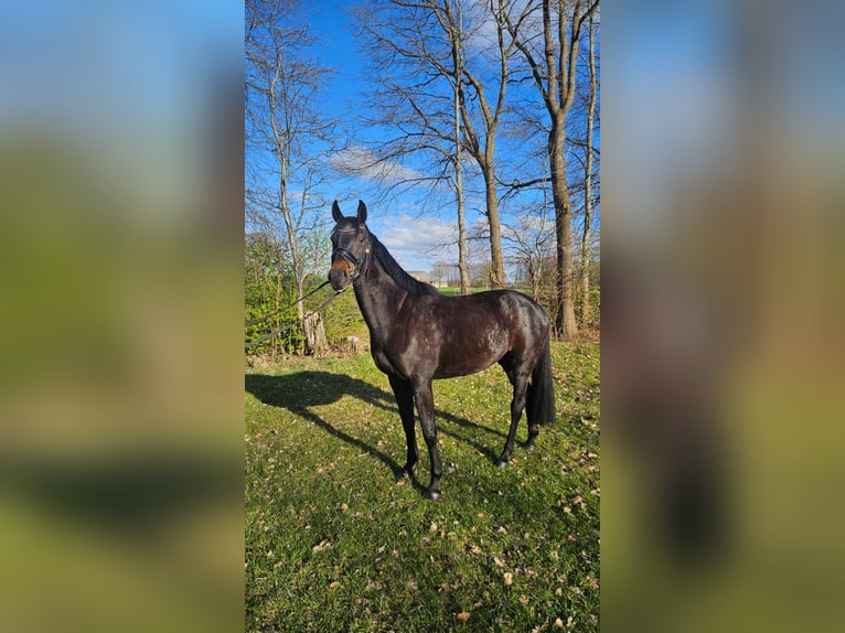 Hannover Giumenta 4 Anni 172 cm Baio nero in Bremerhaven