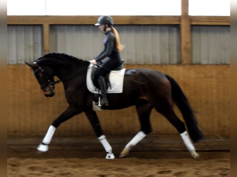 Hannover Giumenta 4 Anni 172 cm Baio scuro in Fredenbeck