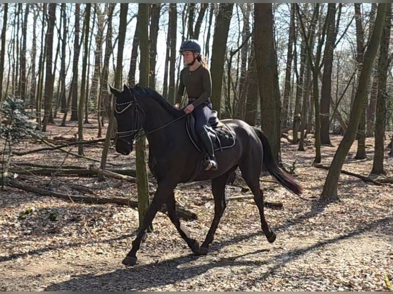 Hannover Giumenta 4 Anni 172 cm Morello in Braunschweig
