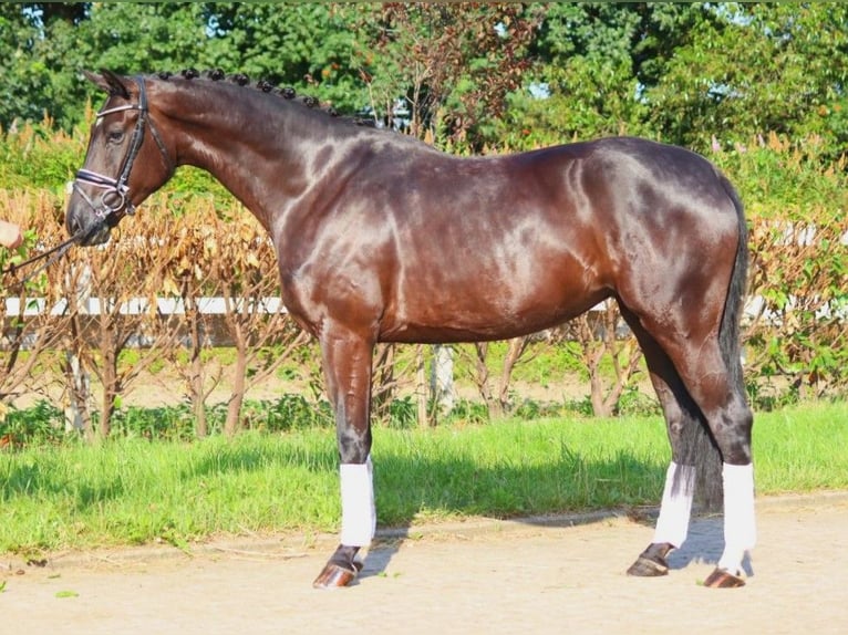 Hannover Giumenta 4 Anni 172 cm Morello in Selsingen