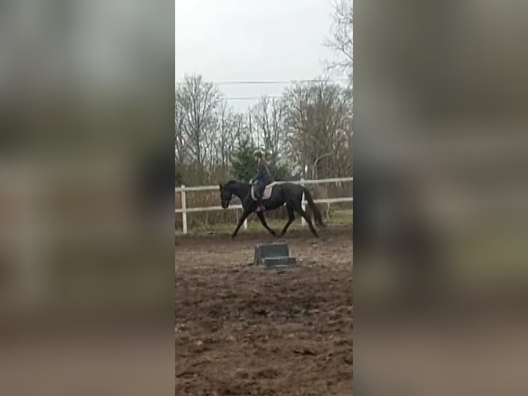 Hannover Giumenta 4 Anni 172 cm Morello in Klein Nordende