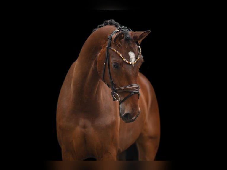 Hannover Giumenta 4 Anni 173 cm Baio in Wehringen