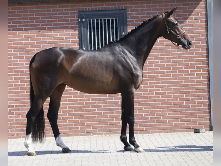 Hannover Giumenta 4 Anni 173 cm Baio in Zieuwent