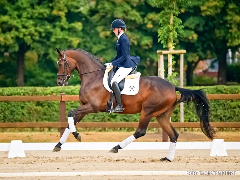 Hannover Giumenta 4 Anni 173 cm Baio scuro in Verden