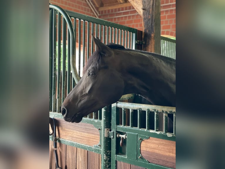 Hannover Giumenta 4 Anni 173 cm Morello in Gro&#xDF; Ippener