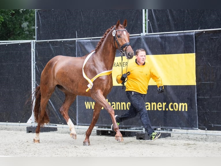 Hannover Giumenta 4 Anni 173 cm Sauro in Wurster Nordseeküste