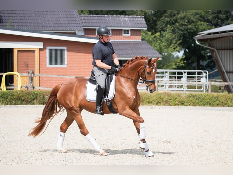 Hannover Giumenta 4 Anni 173 cm Sauro in Wurster Nordseeküste