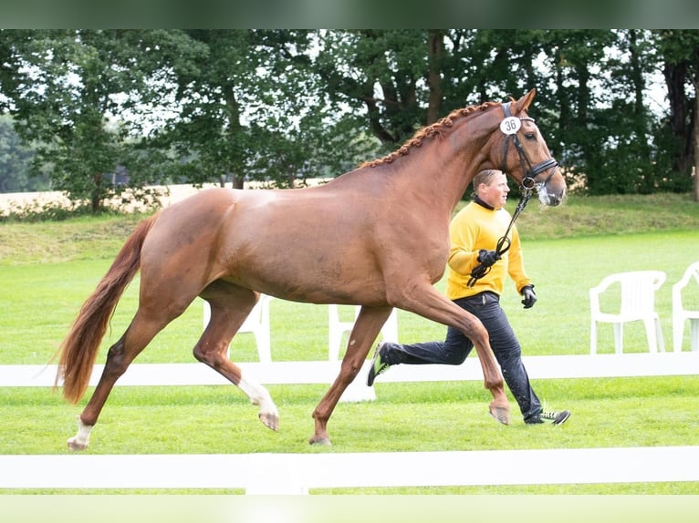 Hannover Giumenta 4 Anni 173 cm Sauro in Wurster Nordseeküste