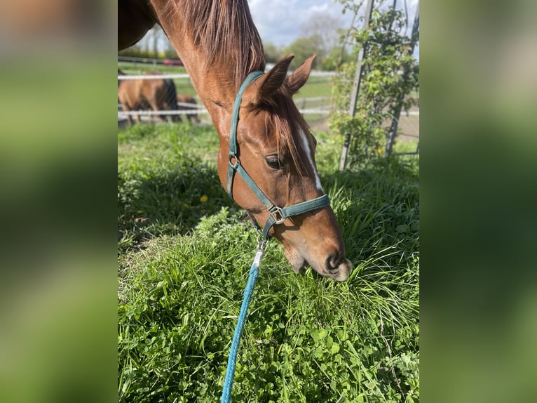 Hannover Giumenta 4 Anni 173 cm Sauro in Schashagen