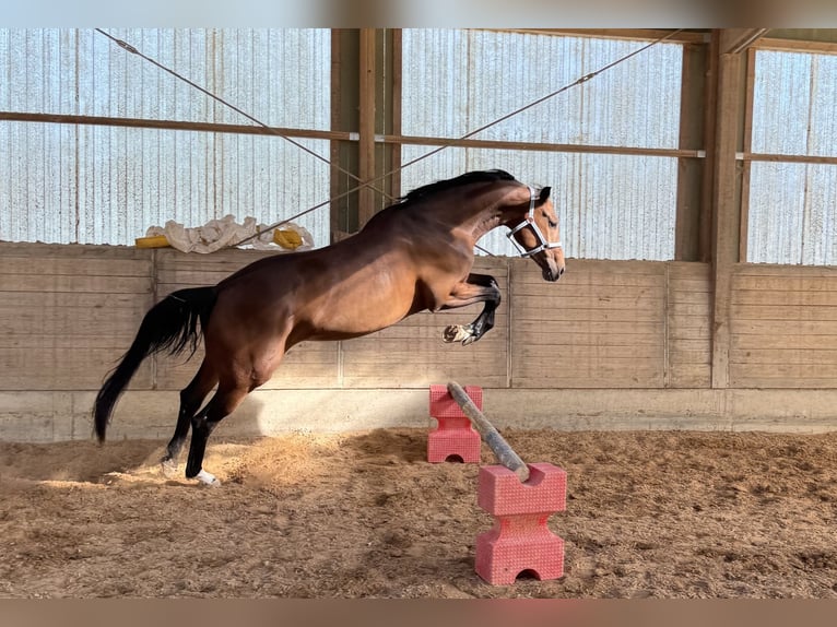 Hannover Giumenta 4 Anni 174 cm Baio in Weil der Stadt