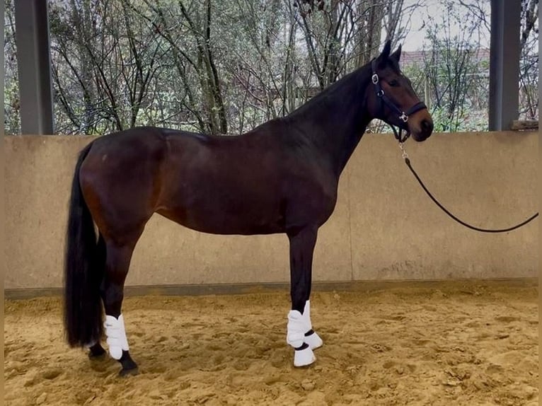 Hannover Giumenta 4 Anni 174 cm Baio scuro in Lohmar