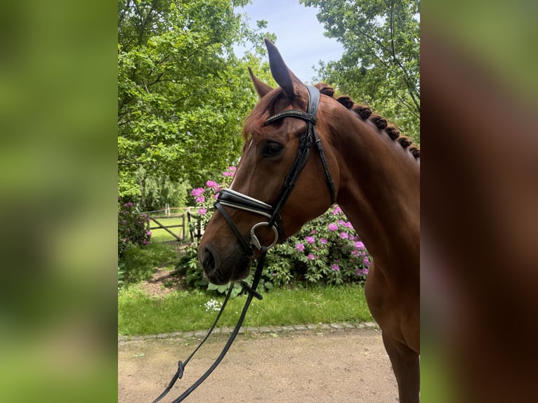Hannover Giumenta 4 Anni 174 cm Sauro in Bad Bentheim