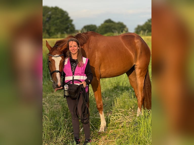 Hannover Giumenta 4 Anni 174 cm Sauro in Lünen