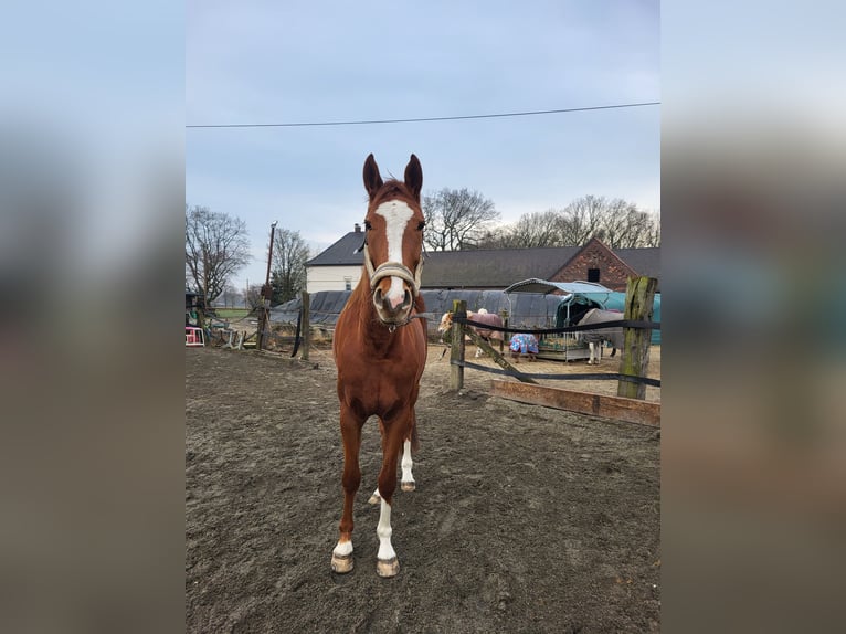 Hannover Giumenta 4 Anni 174 cm Sauro in Lünen