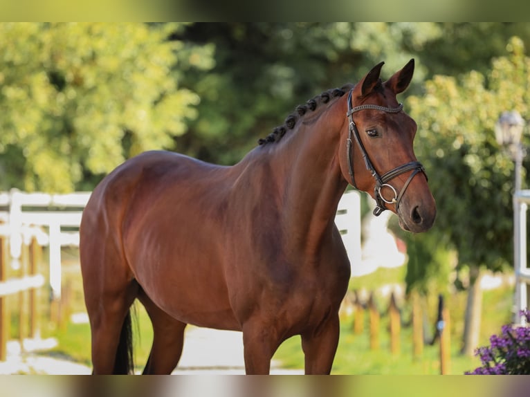 Hannover Giumenta 4 Anni 175 cm Baio in Bodenkirchen